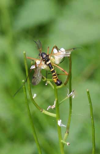 Cranefly